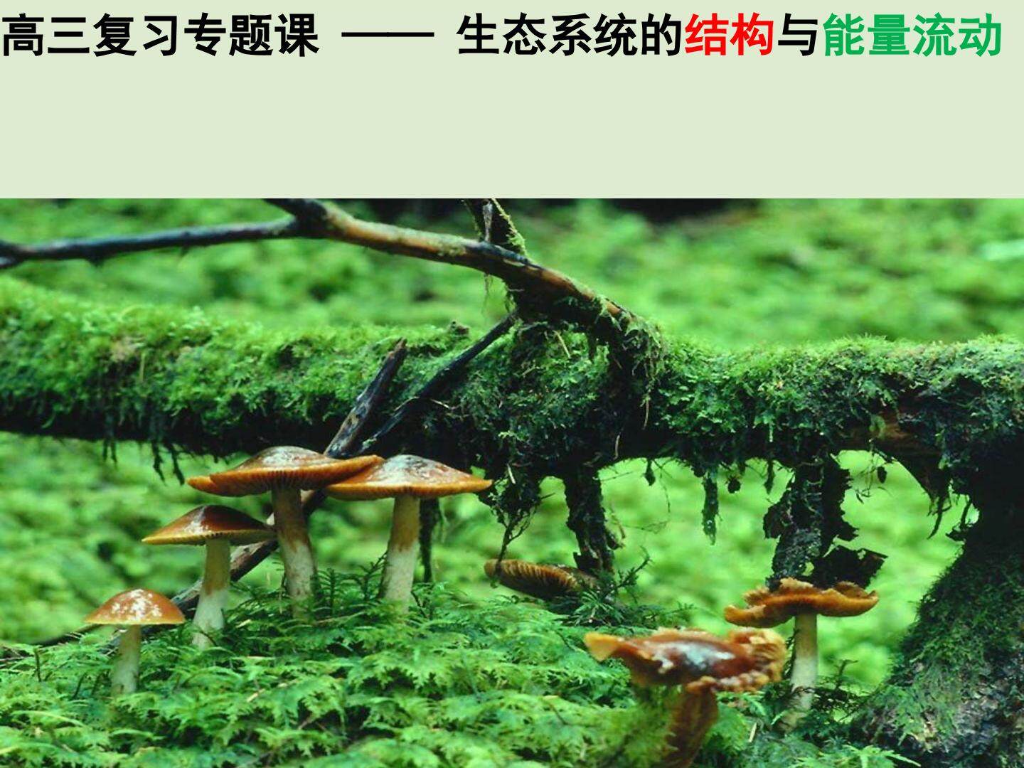 生态系统的结构与能量流动专题课