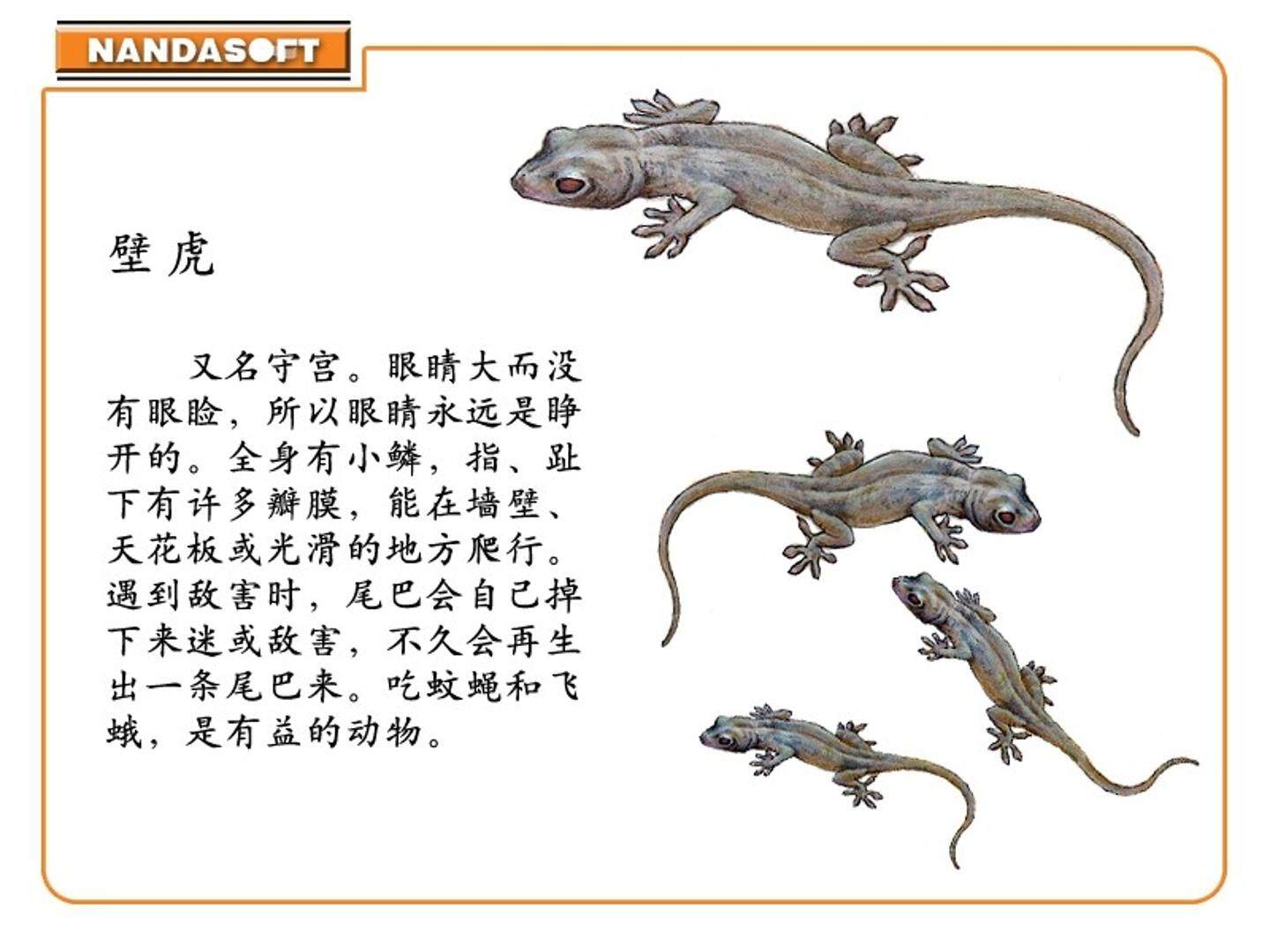 小壁虎借尾巴