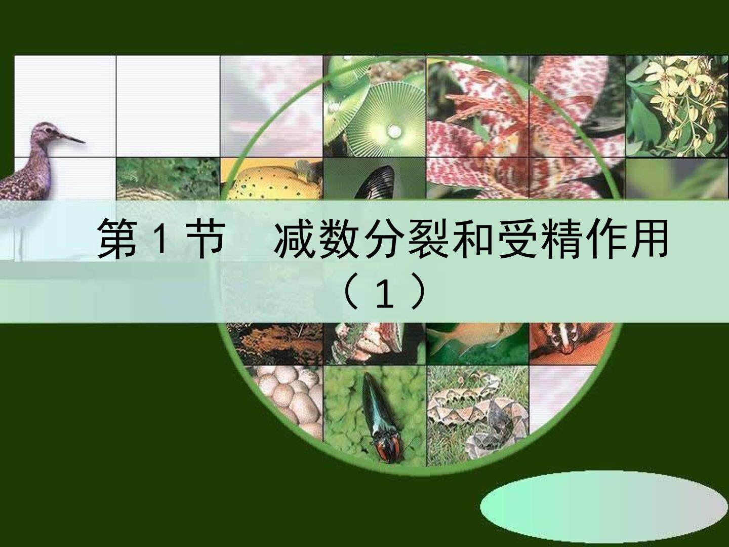 减数分裂