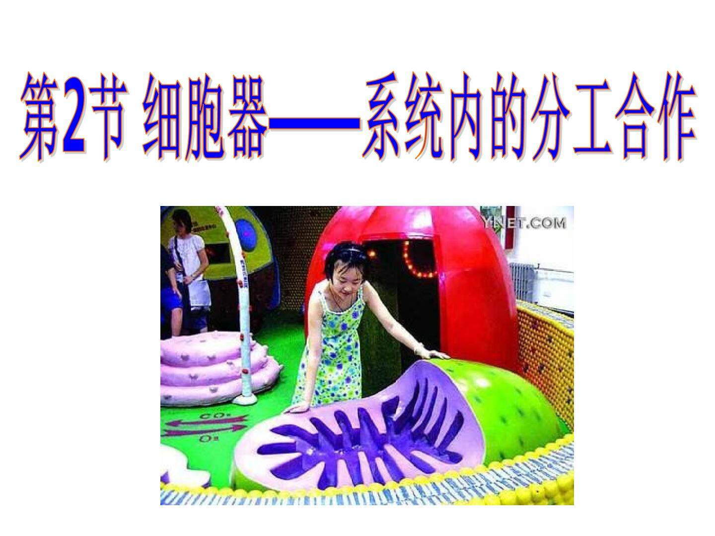 细胞器--系统内的分工合作
