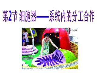 细胞器--系统内的分工合作