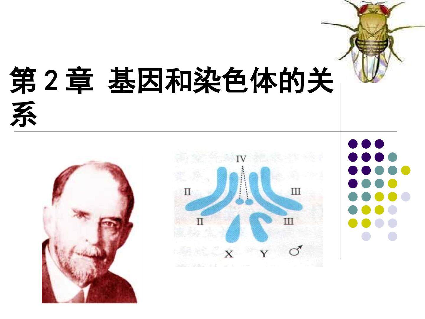 基因在染色体上