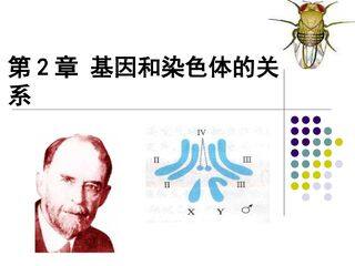 基因在染色体上