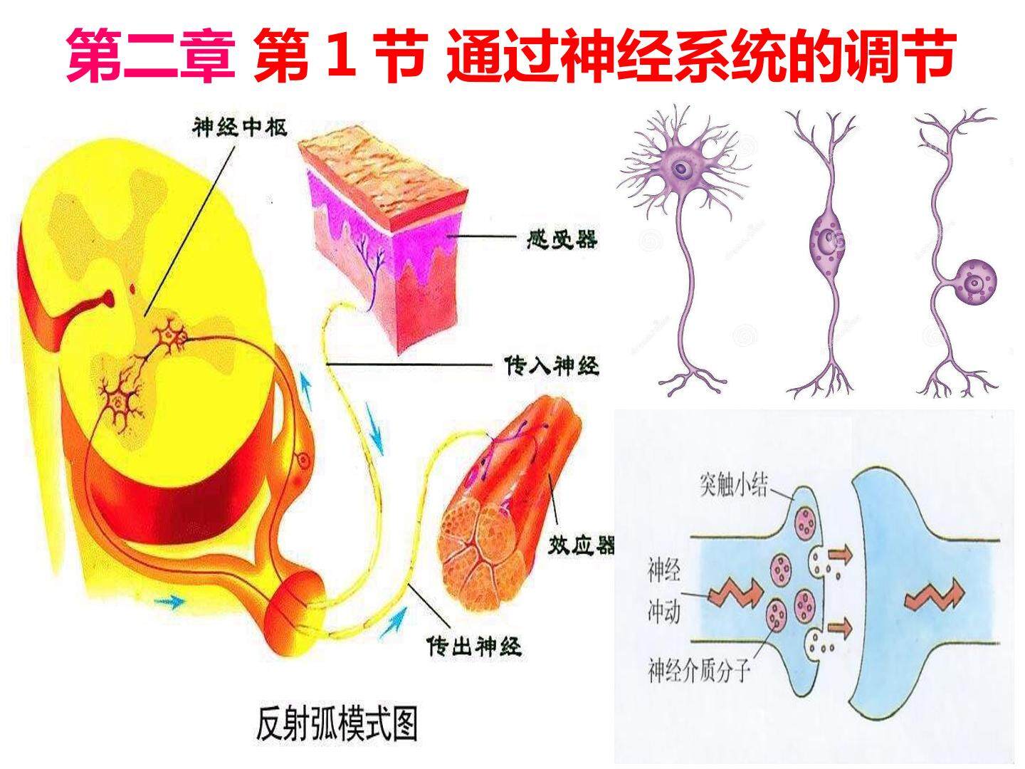 通过神经系统的调节