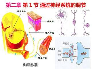 通过神经系统的调节