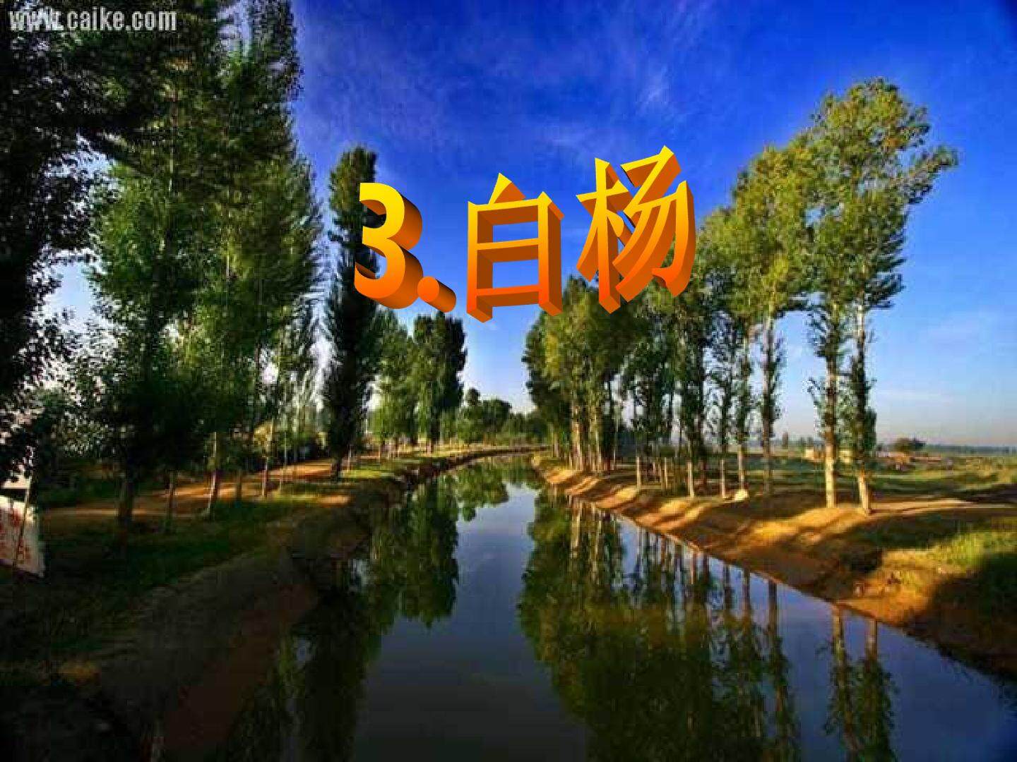 白杨