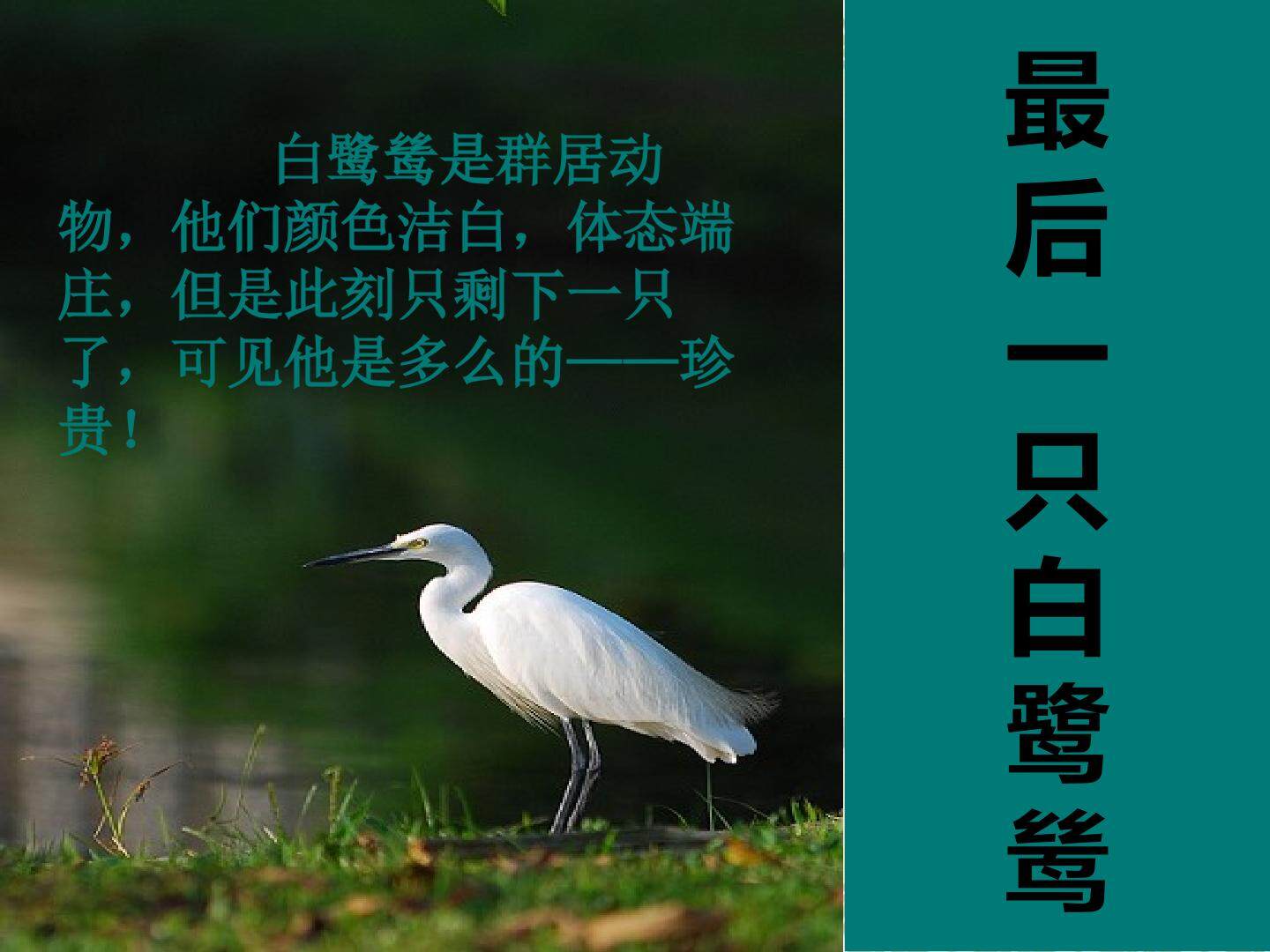 《最后一只白鹭鸶》多媒体课件