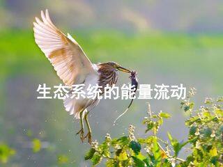 生态系统的能量流动