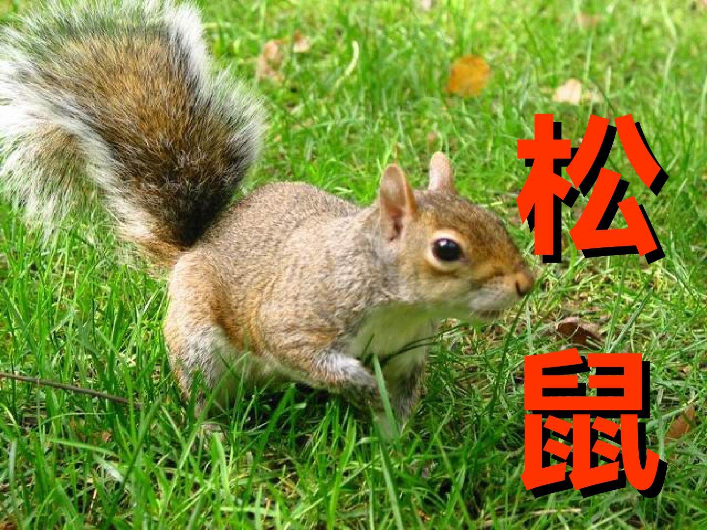 松鼠