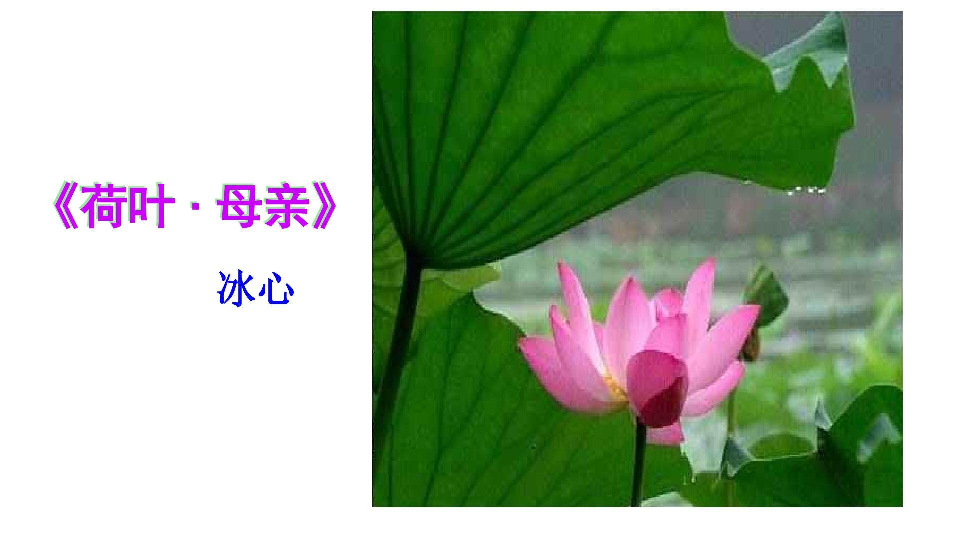 荷叶 母亲 课件