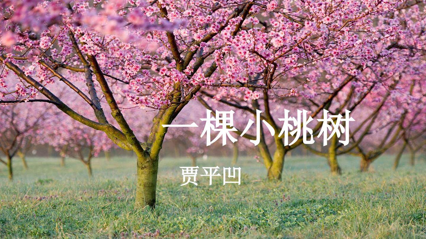 《一棵小桃树》