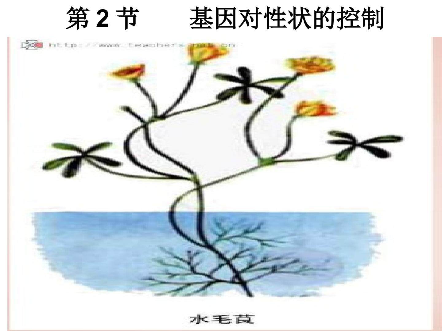 基因对性状的控制课件