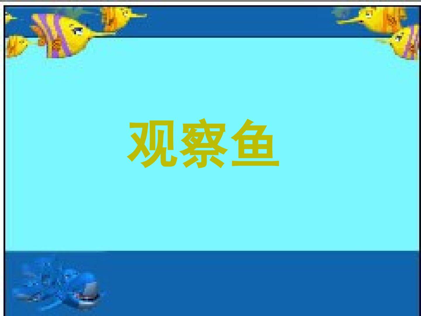 观察鱼