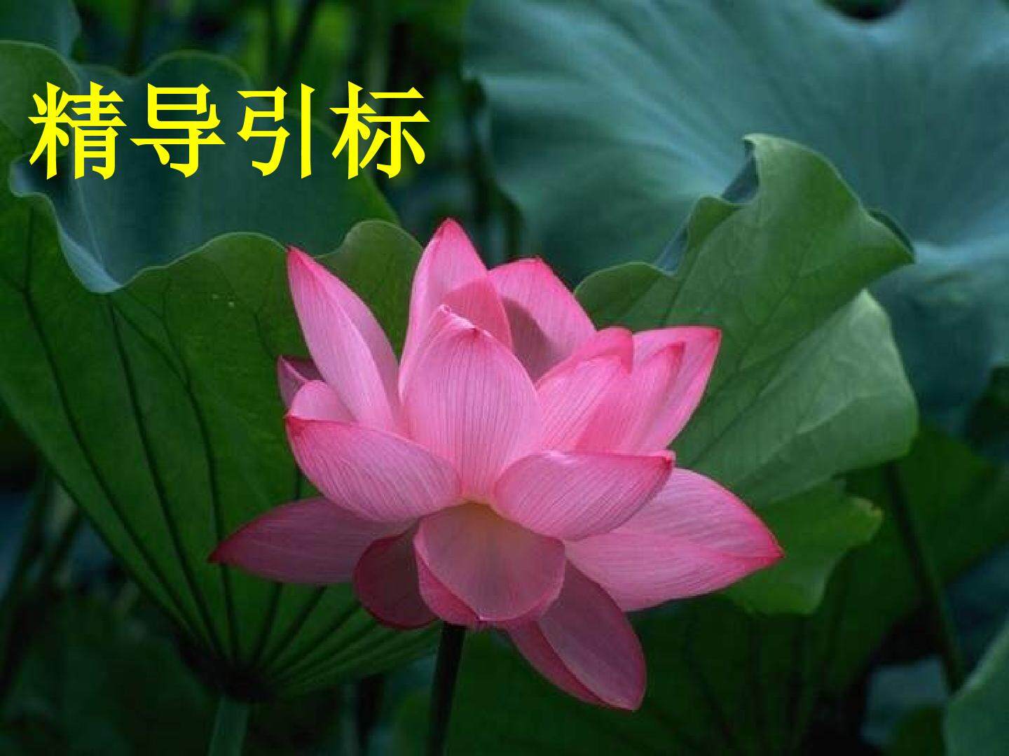 《爱莲说》