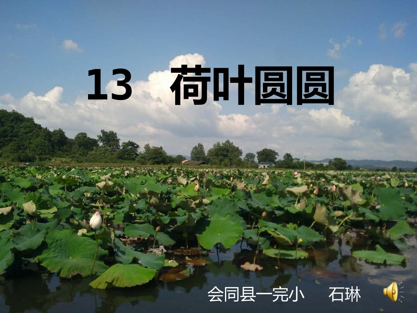 荷叶圆圆