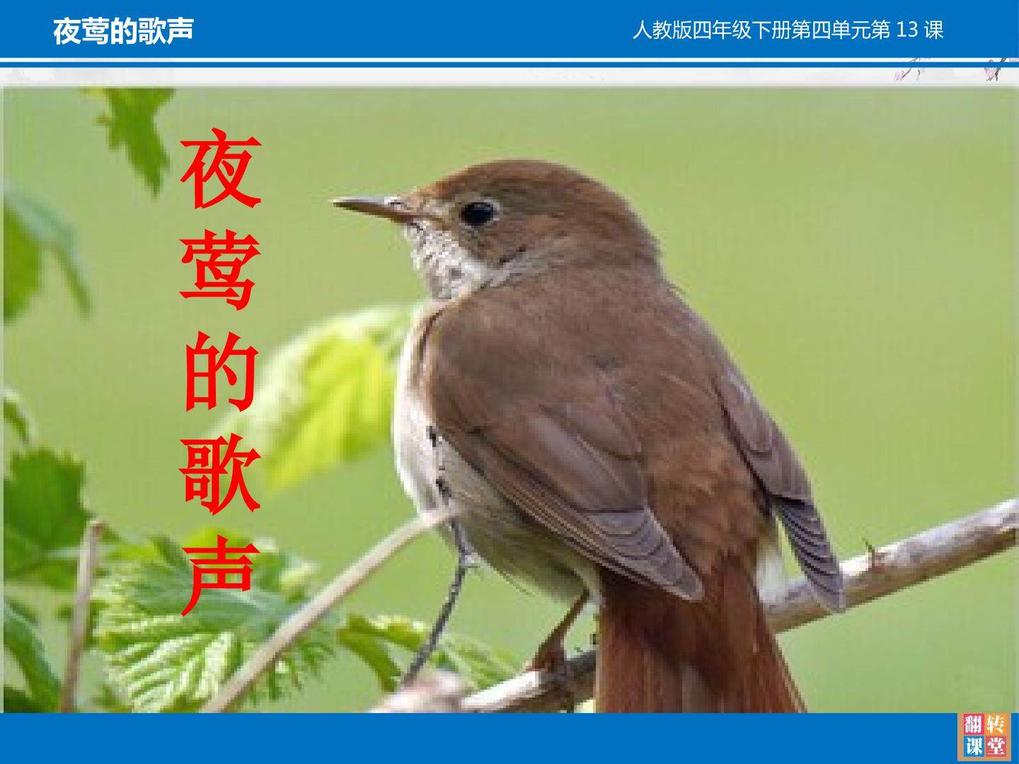 夜莺的歌声