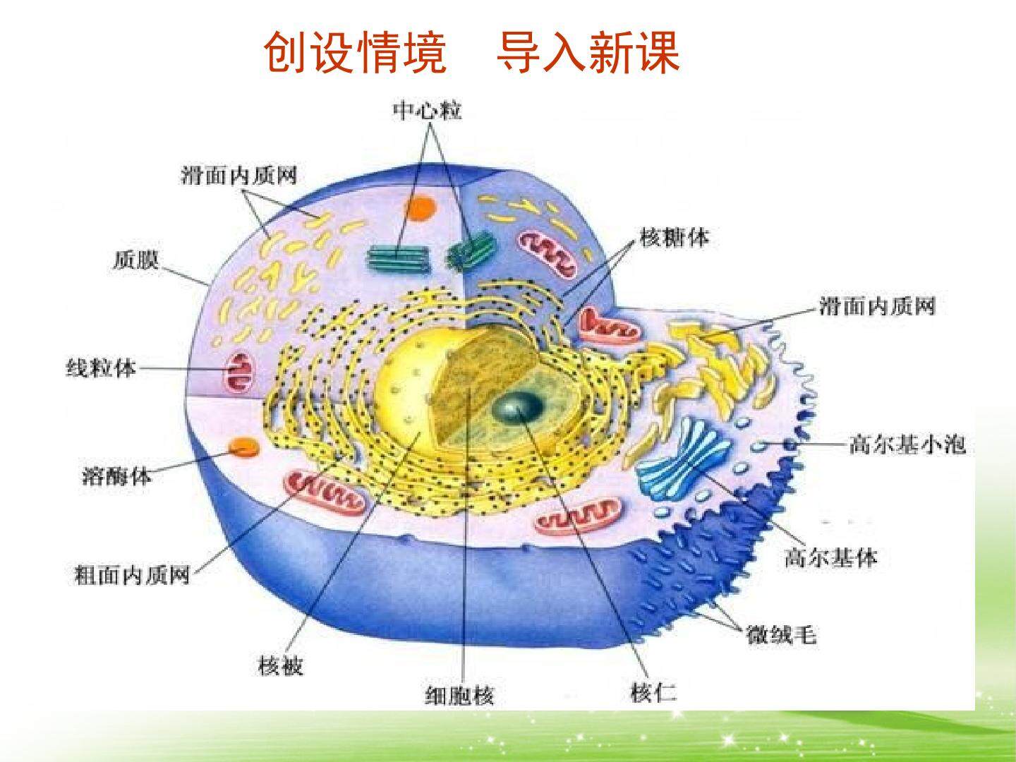 细胞器-系统内的分工合作