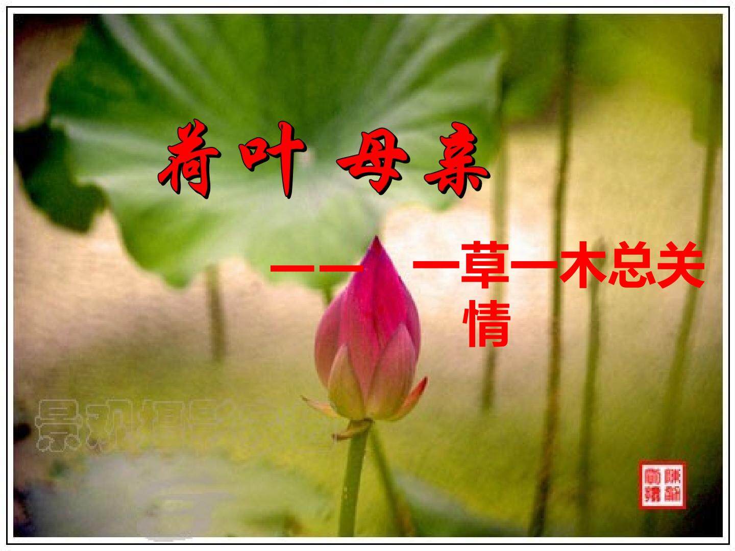 《荷叶 母亲》