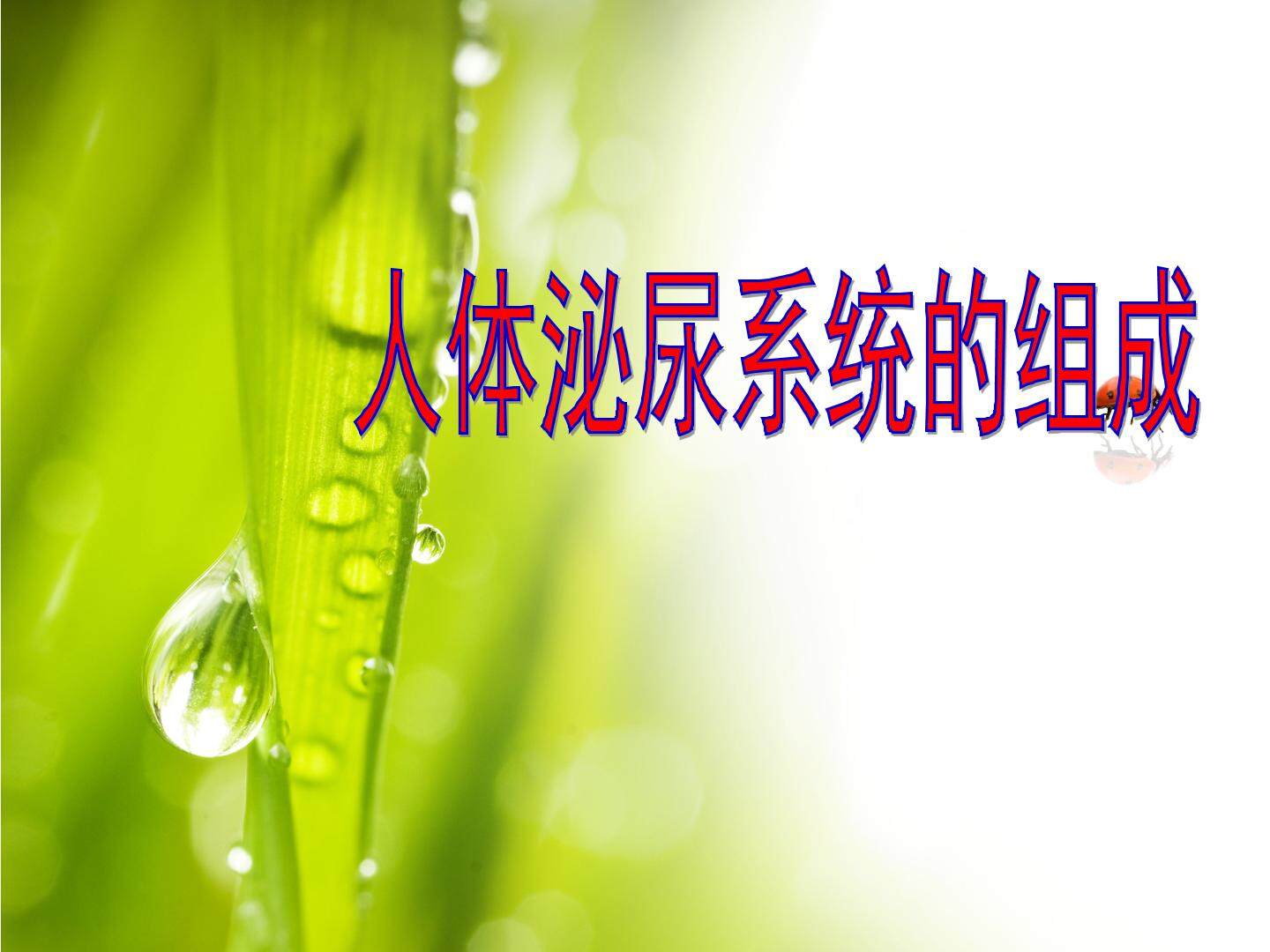 人体泌尿系统的组成