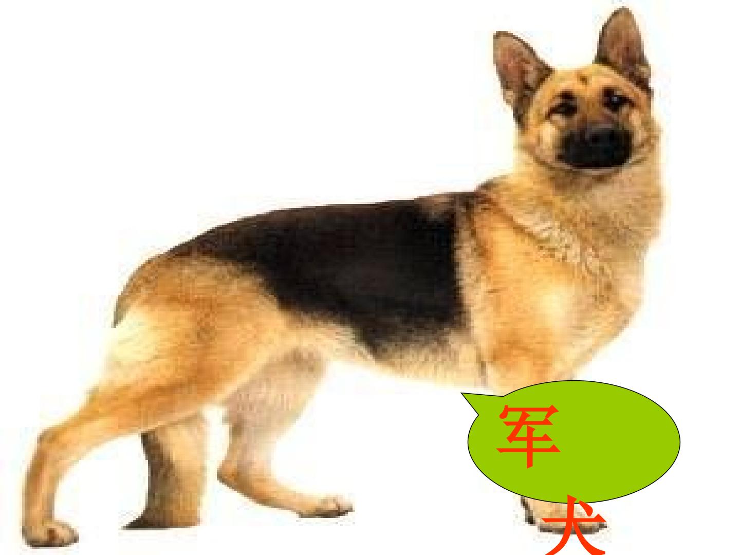 《军犬黑子》