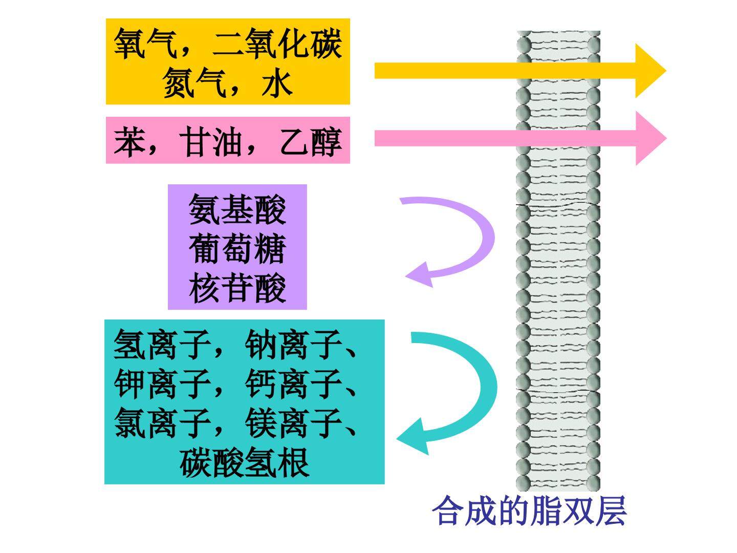 高一生物必修一第4章第3节《物质跨膜运输的方式》