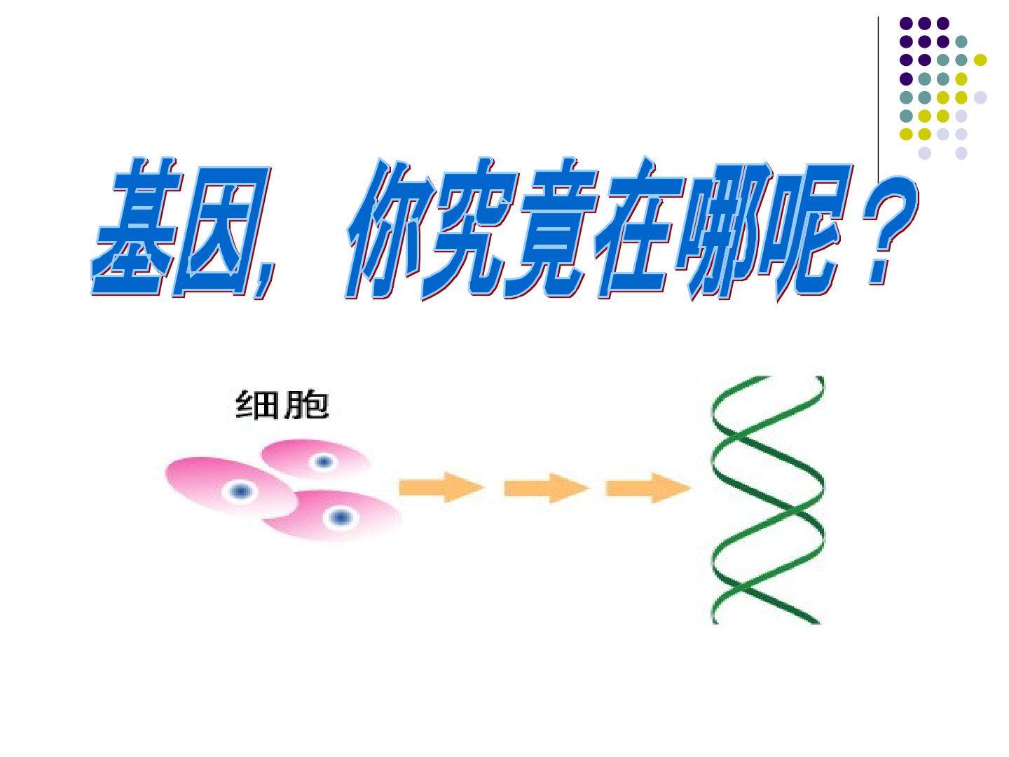 基因在染色体上