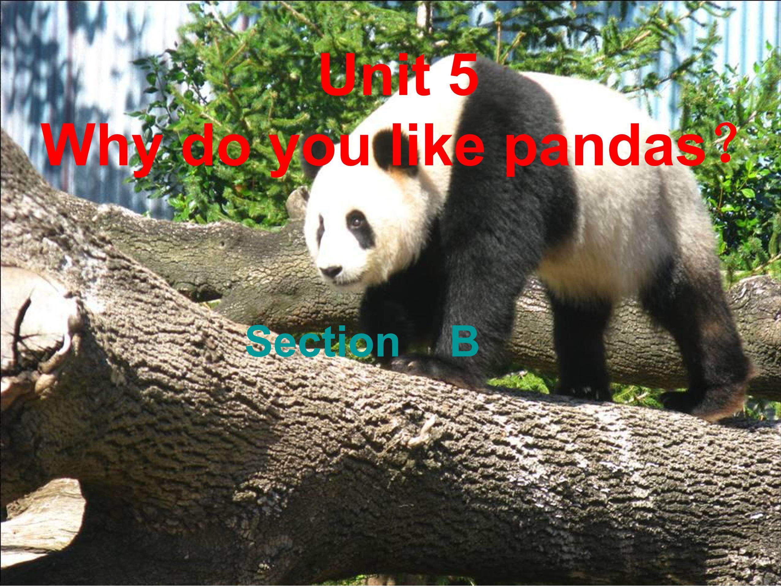 unit5Why do you like pandas?