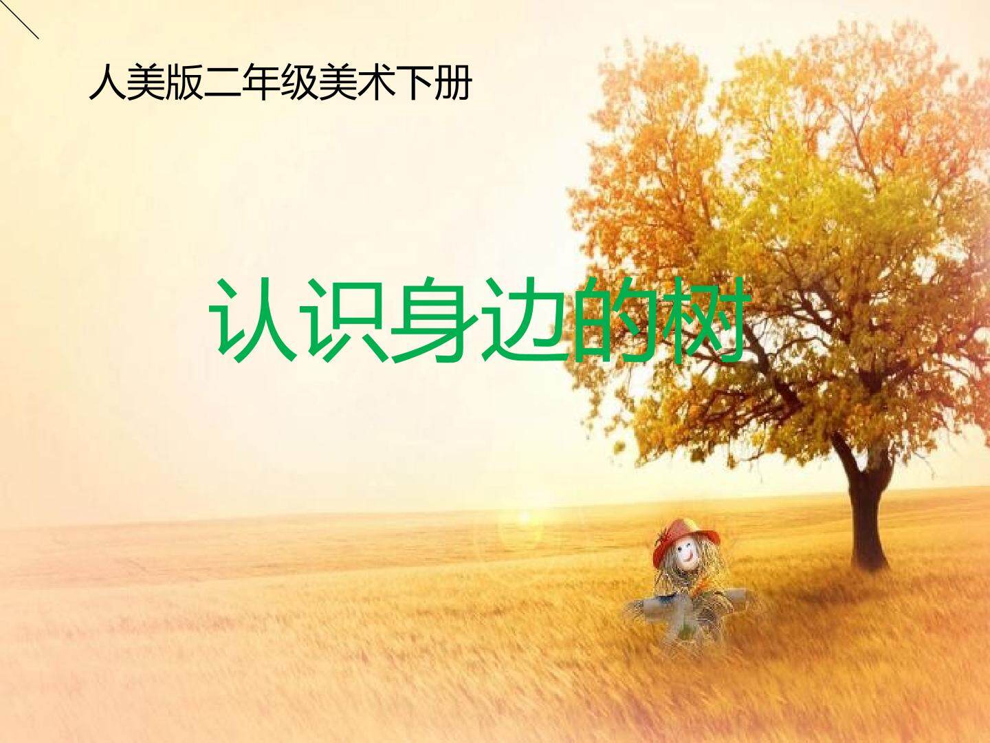 《认识身边的树》PPT