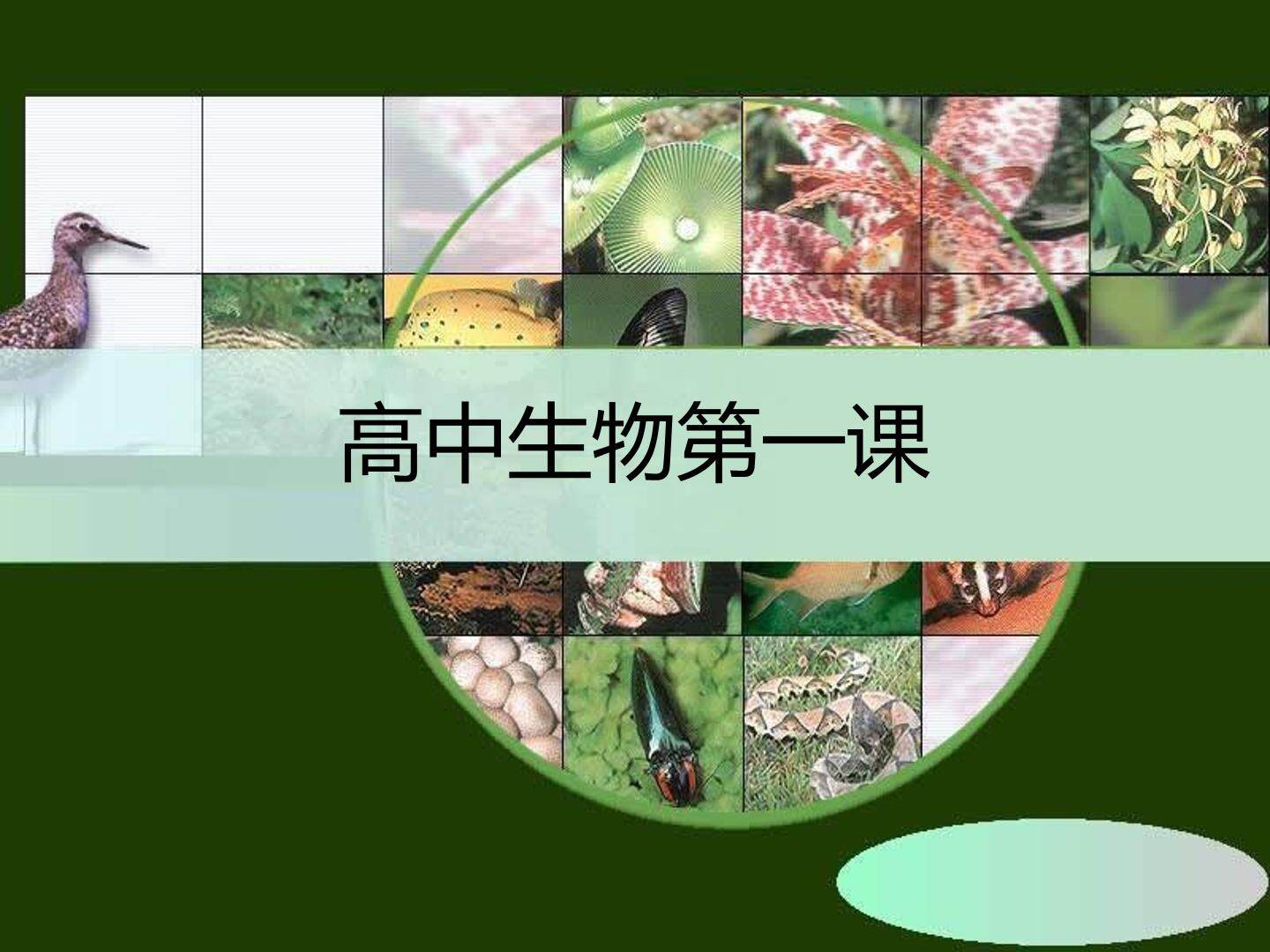 高中生物第一课