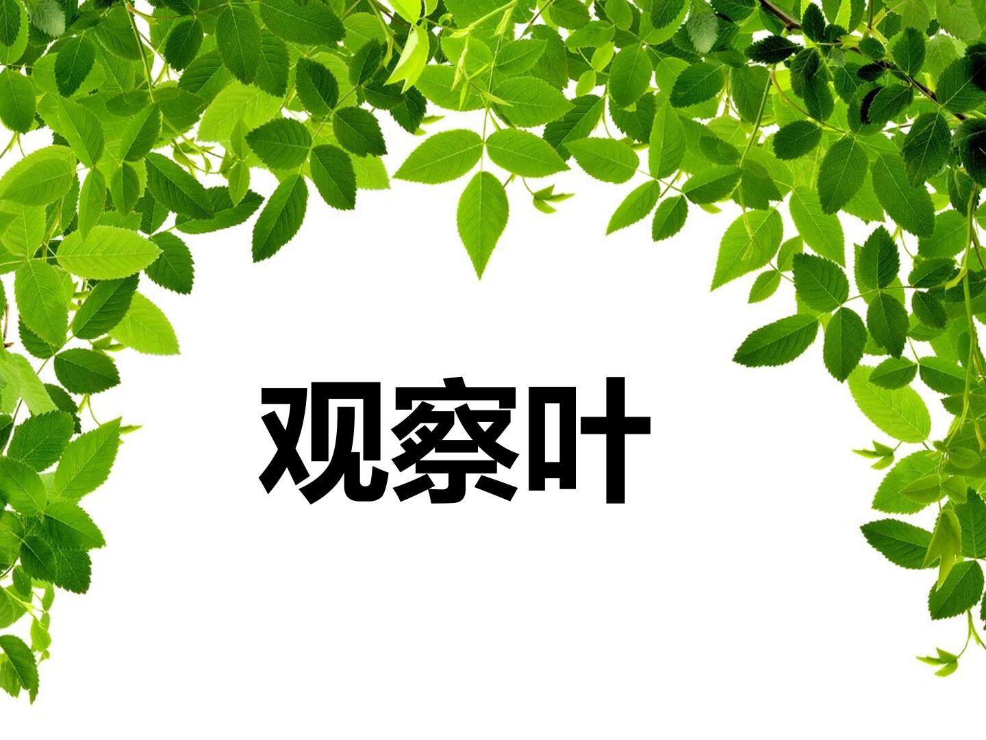 观察叶