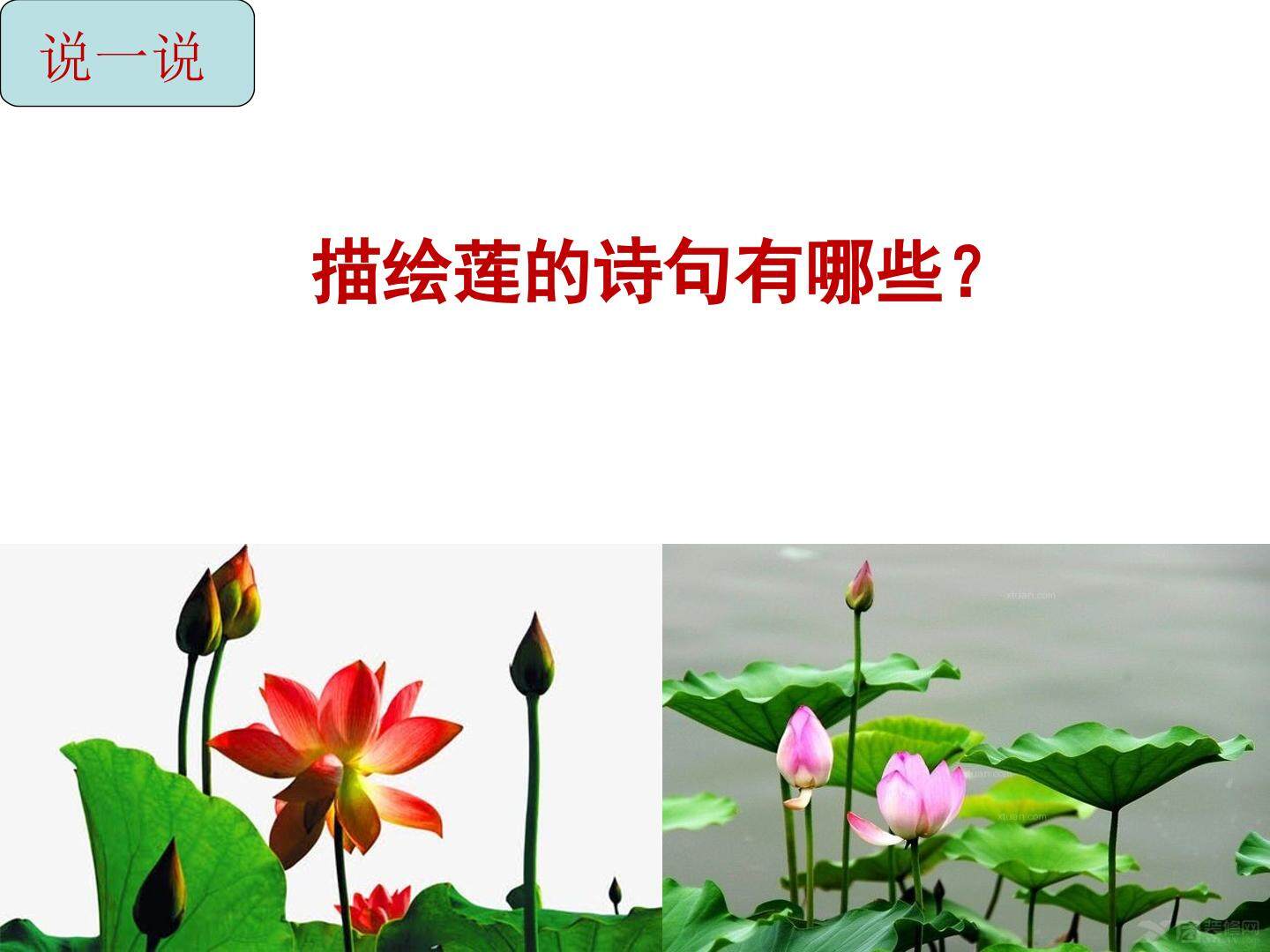 《爱莲说》