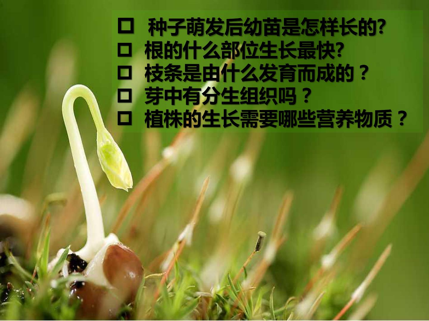 植株的生长