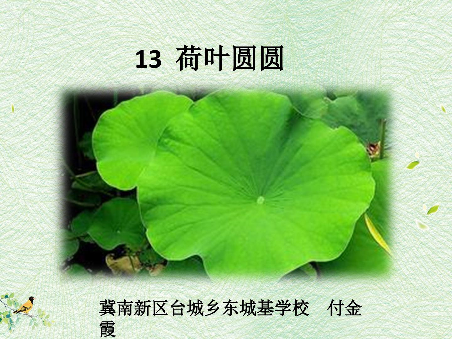 荷叶圆圆