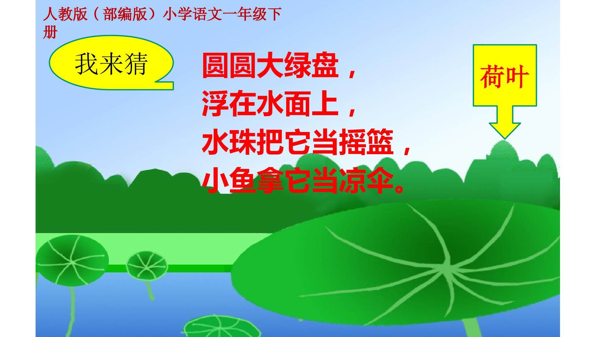 《荷叶圆圆》
