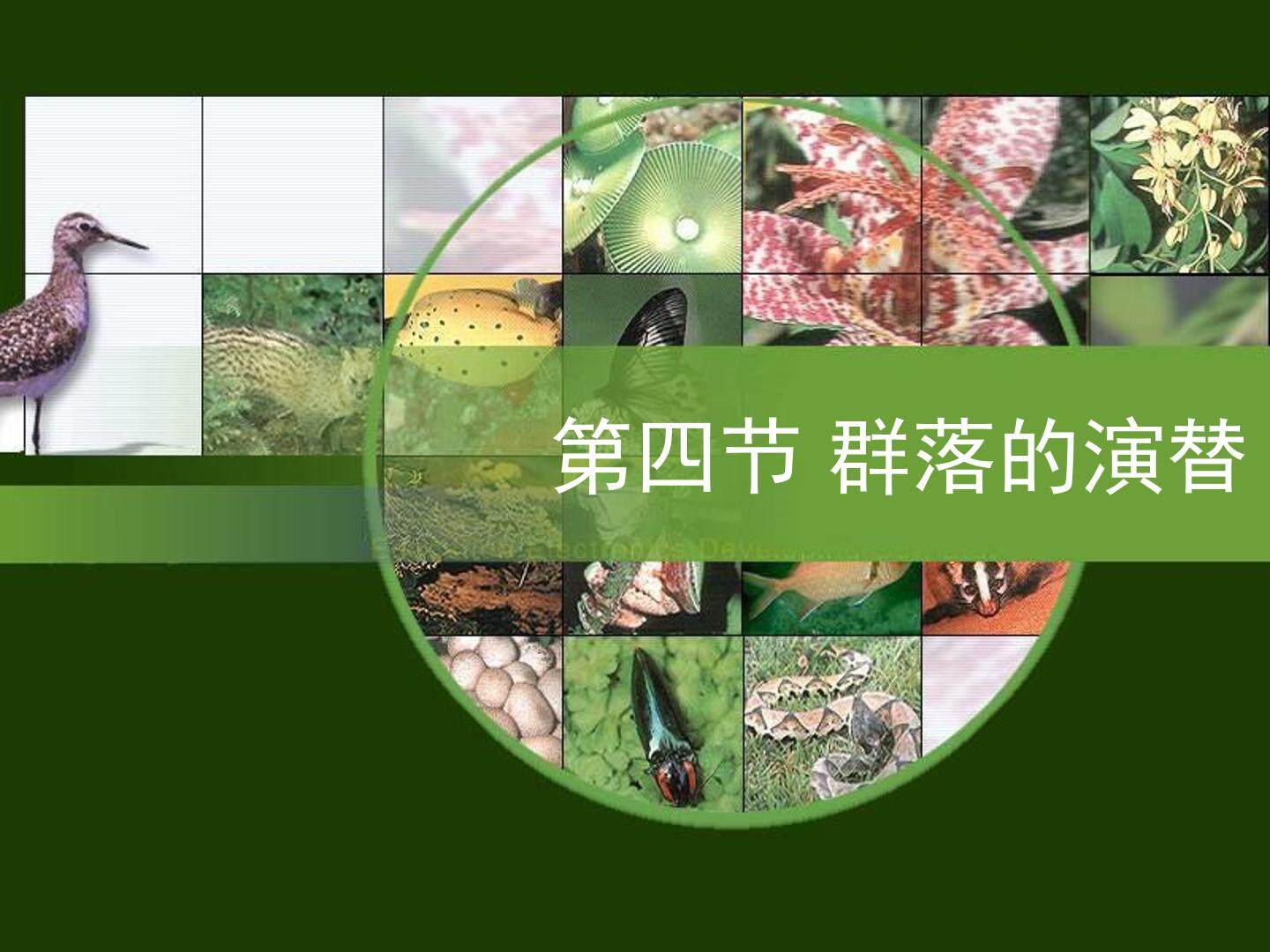 群落的演替
