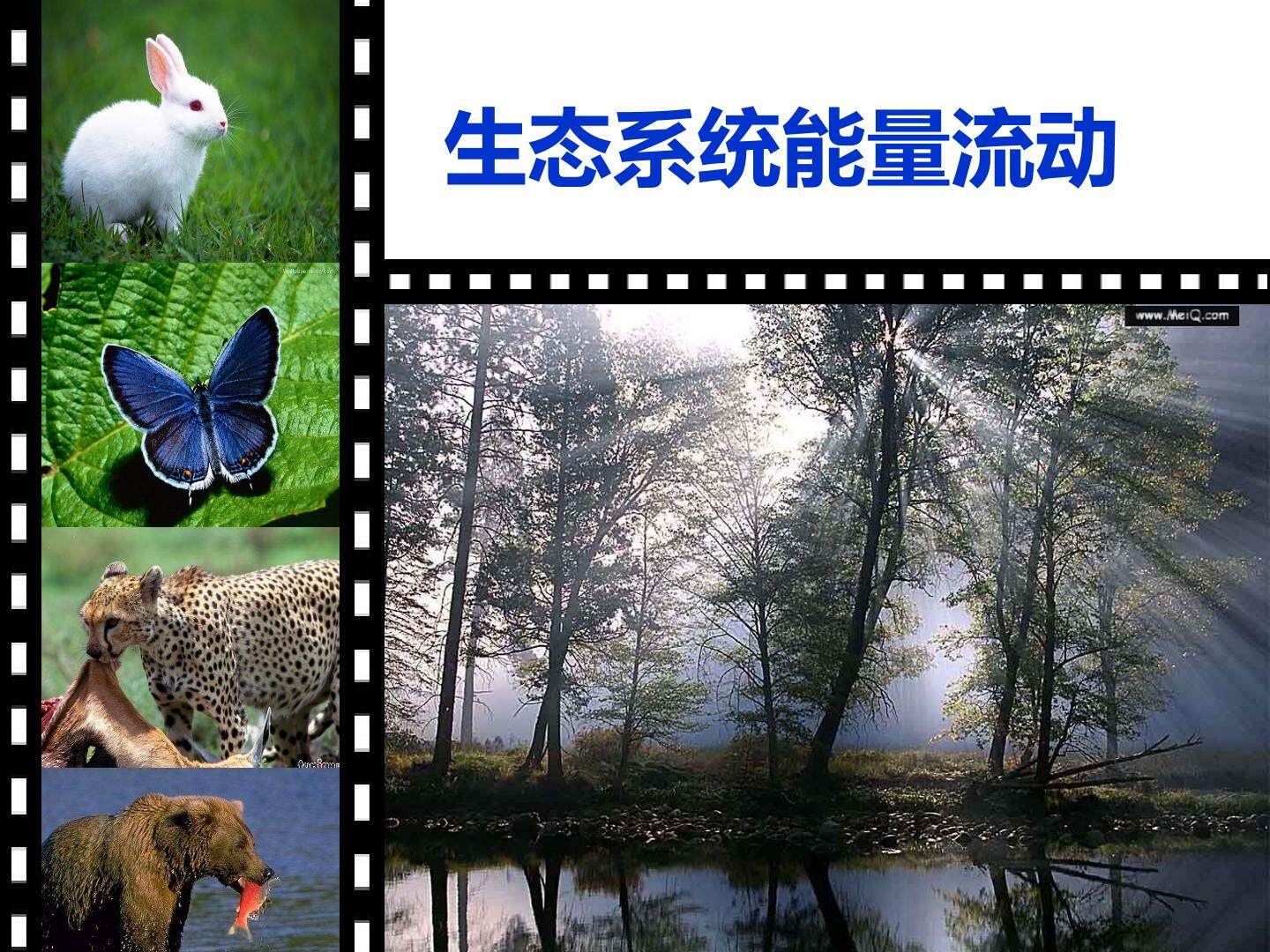 生态系统的能量传递