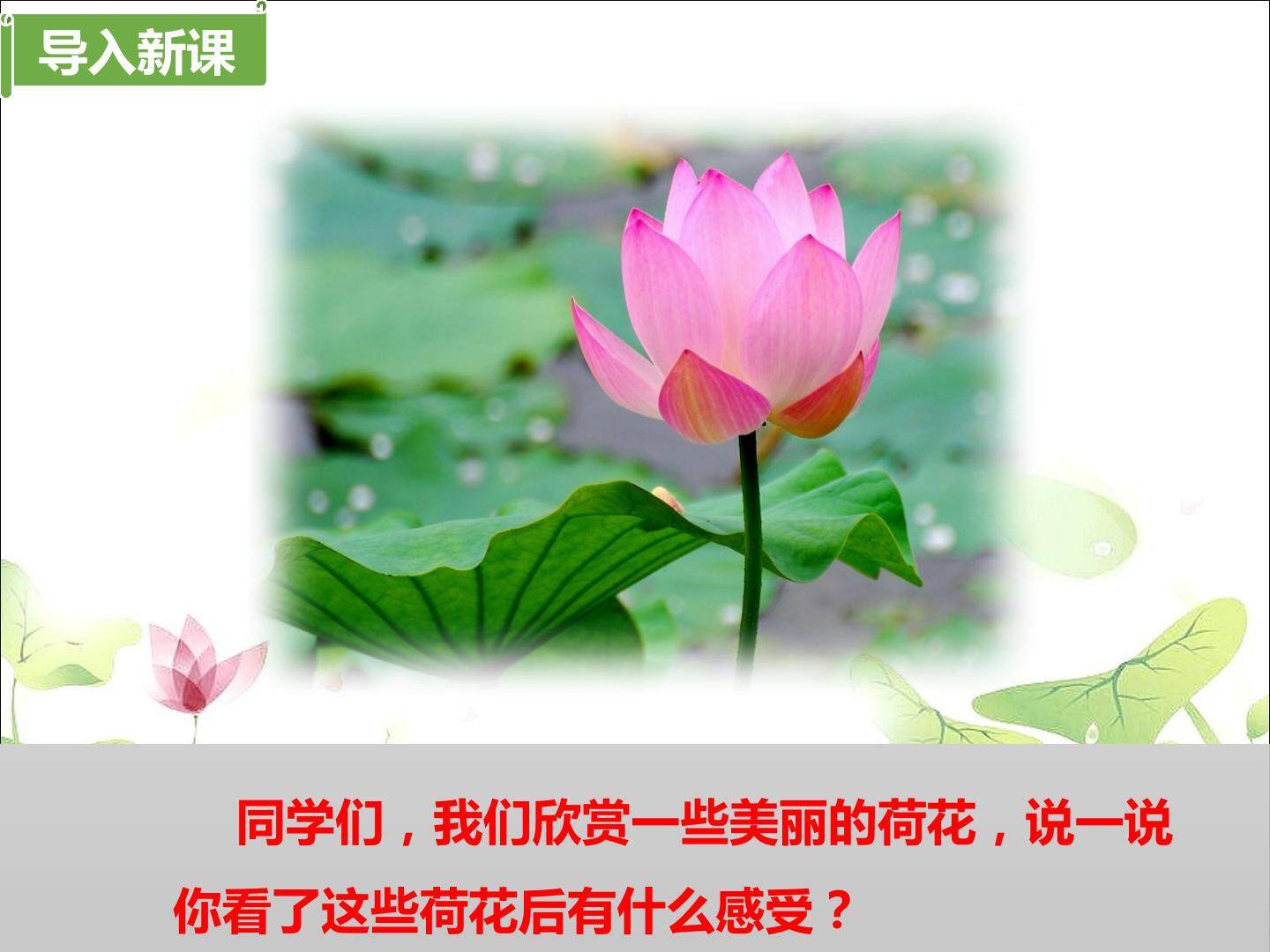 荷花