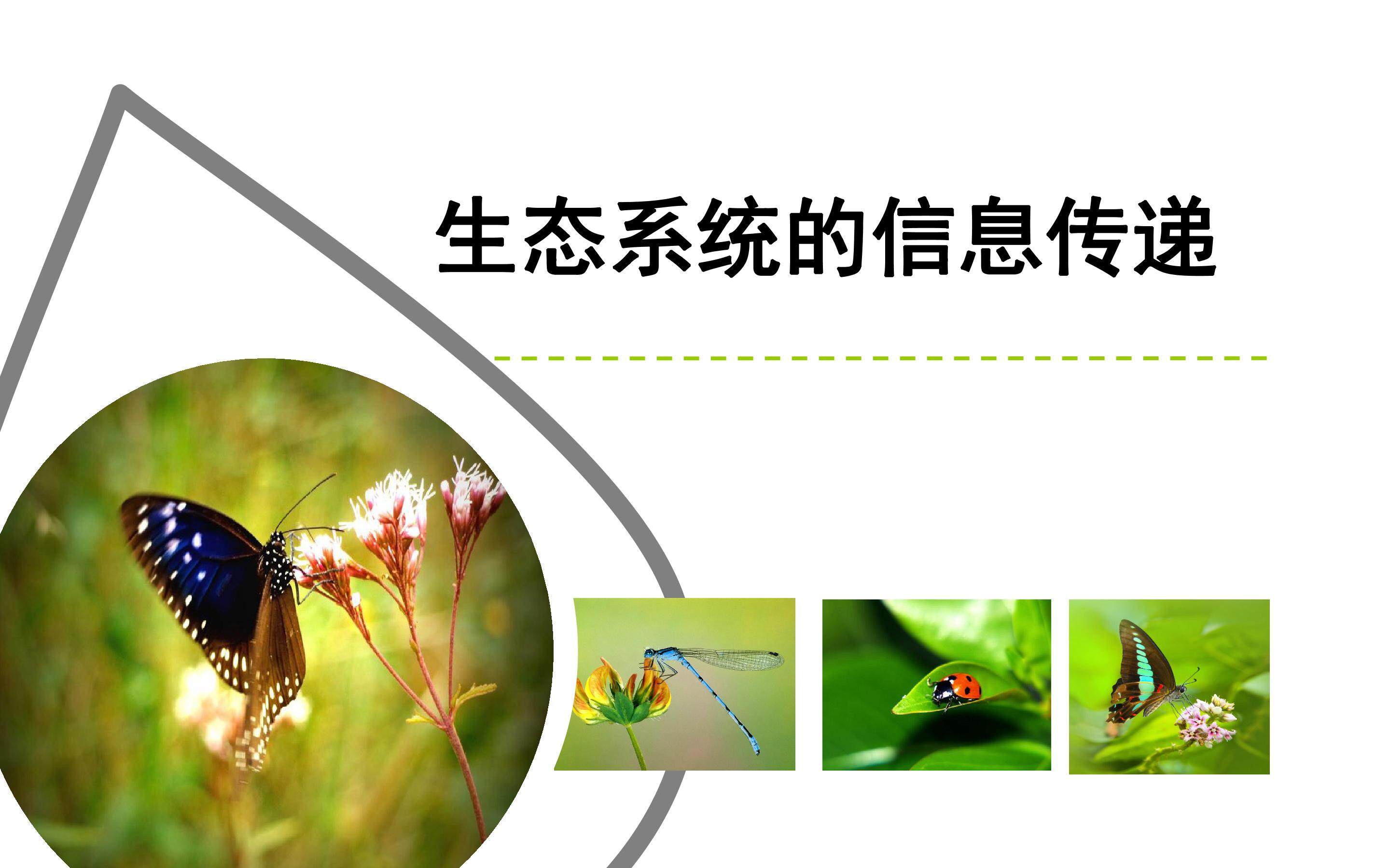 生态系统信息传递