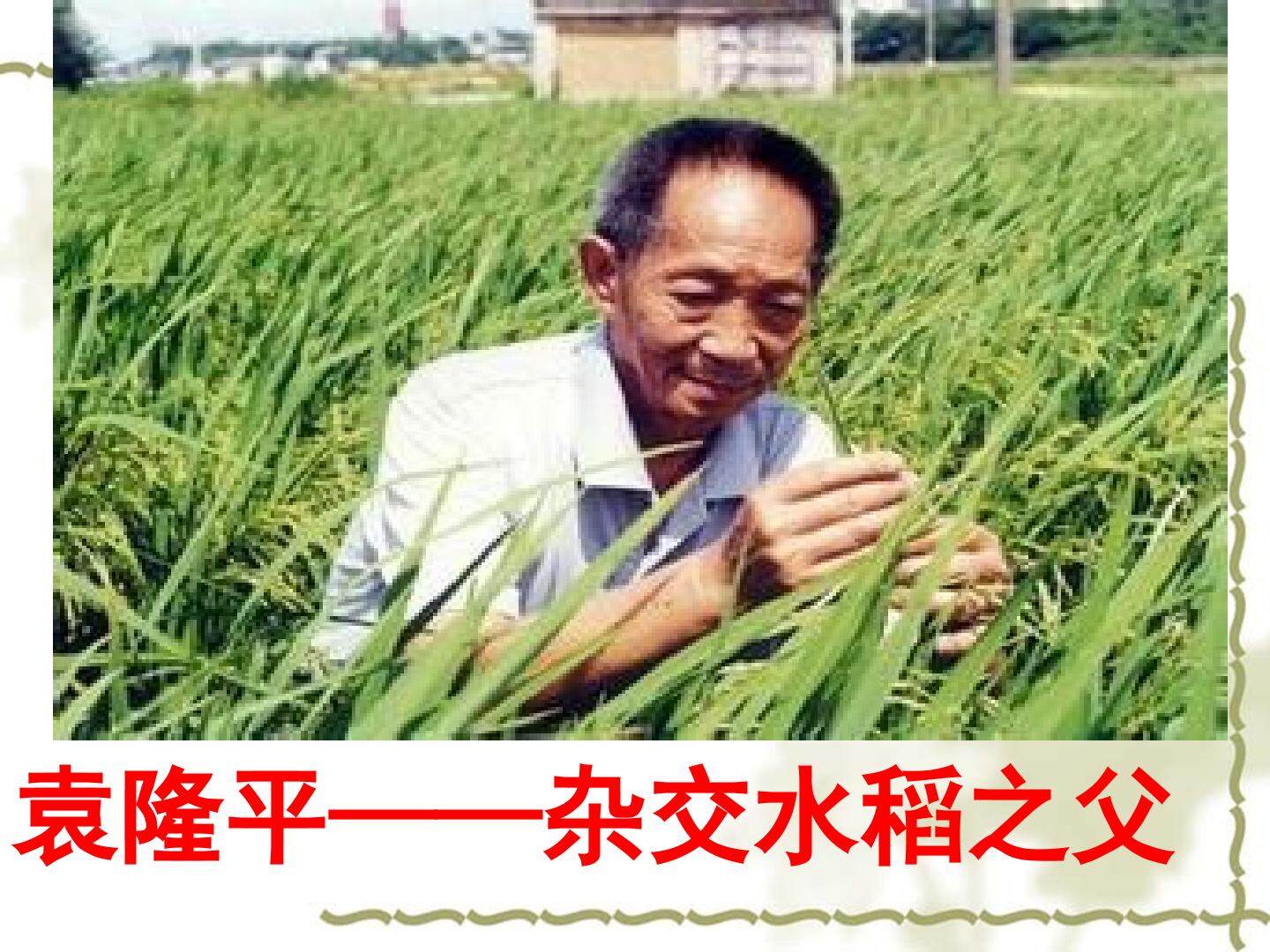 杂交育种和诱变育种课件