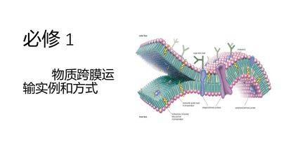 细胞的物质输入和输出