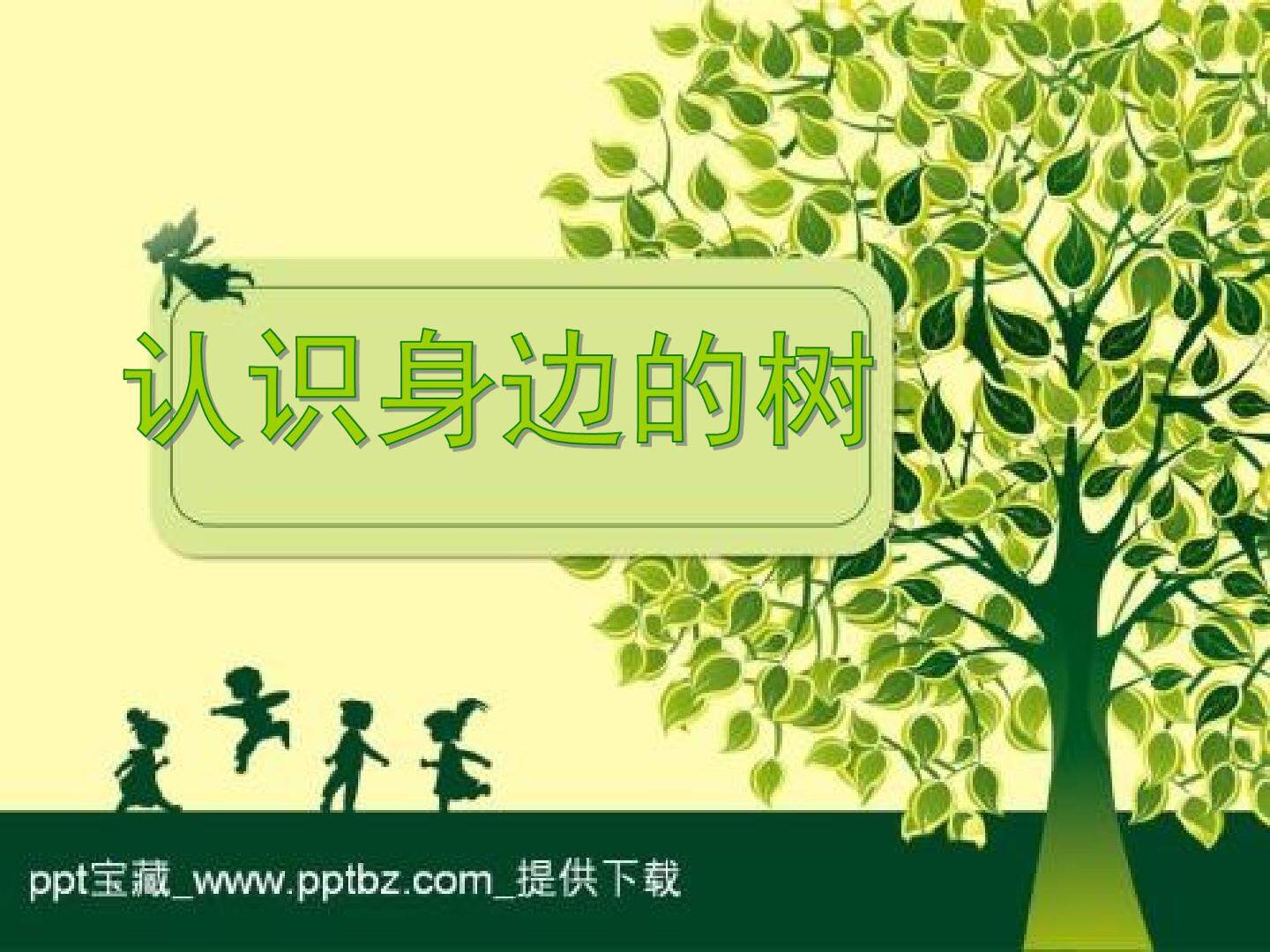 认识身边的树
