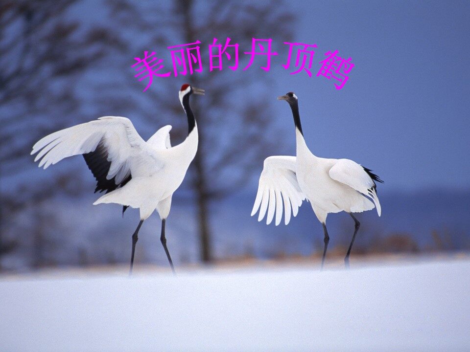 美丽的丹顶鹤