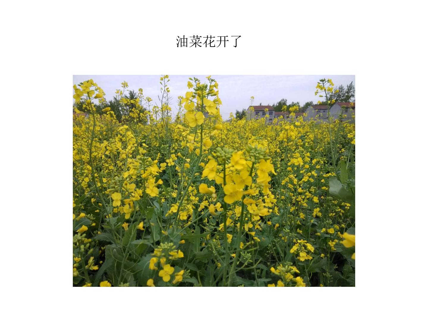 油菜花开了