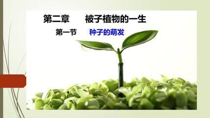 种子的萌发