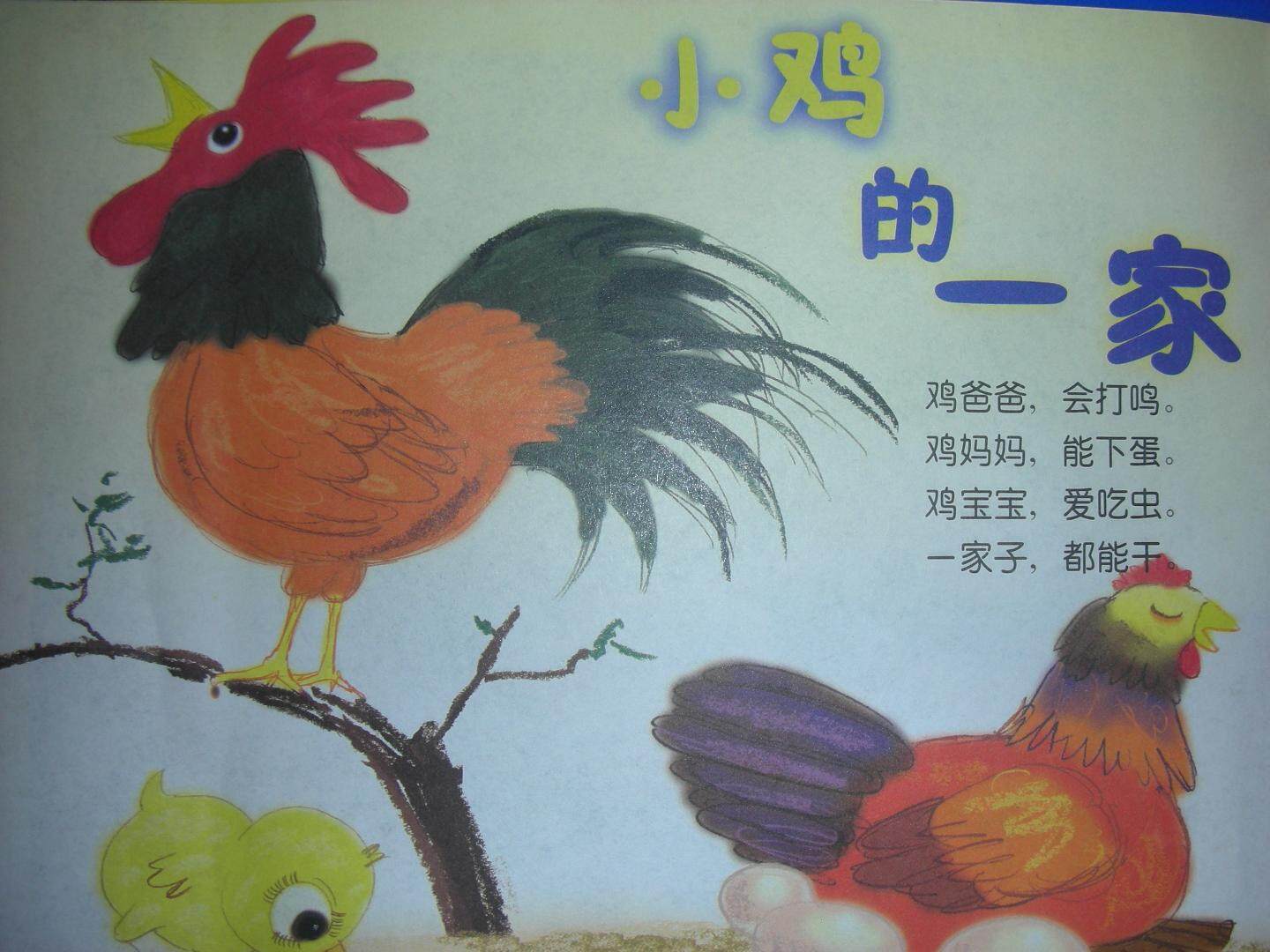 小鸡的一家