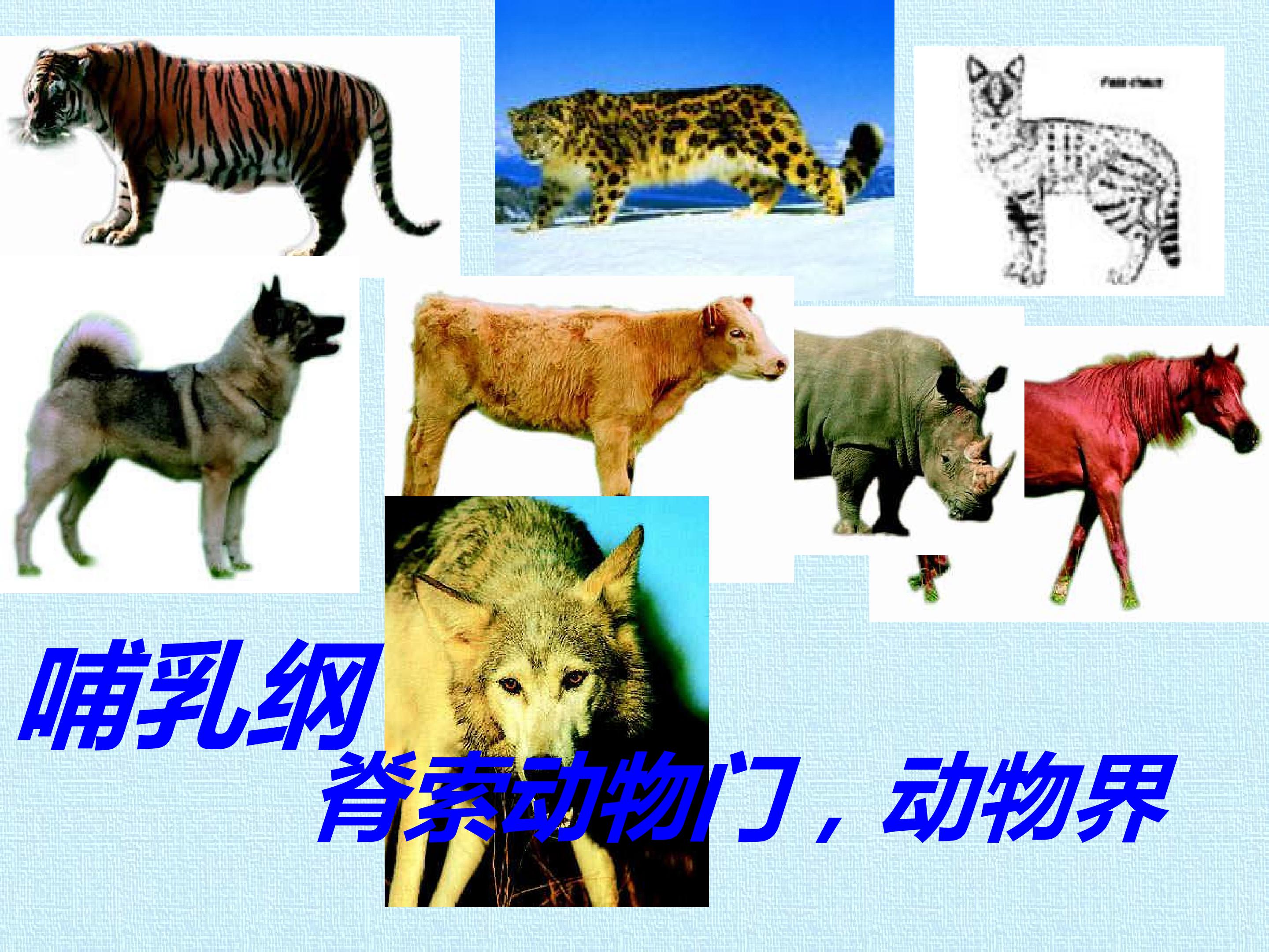 79.jpg