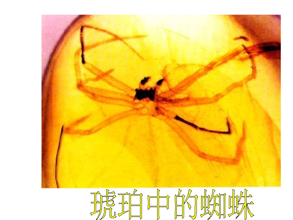 62.jpg