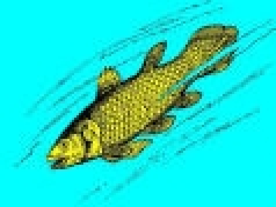 64.jpg