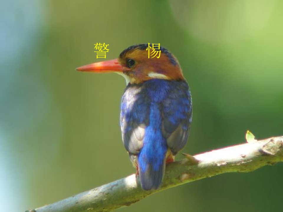 35.jpg