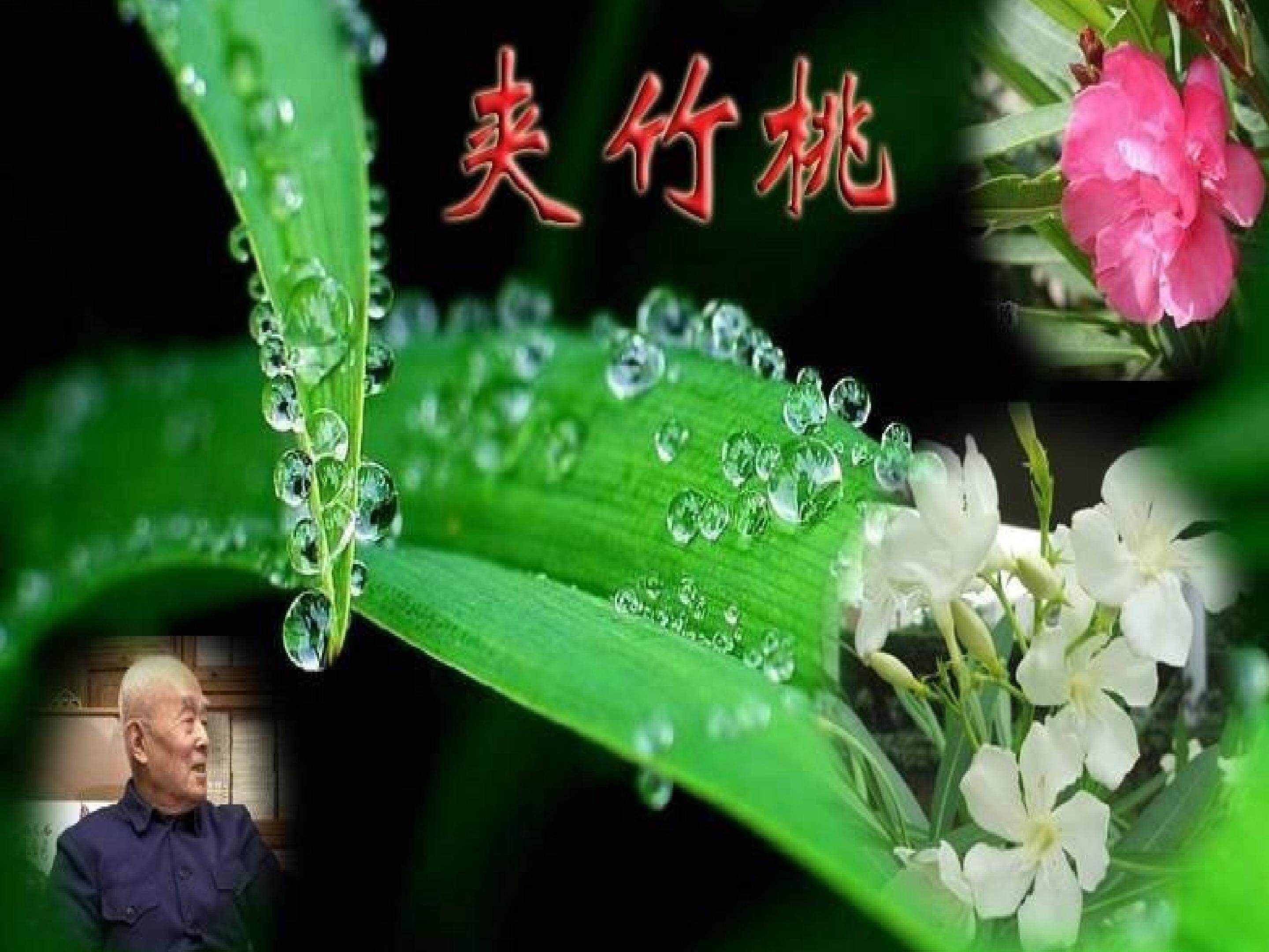 夹竹桃